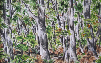 Woodland Study